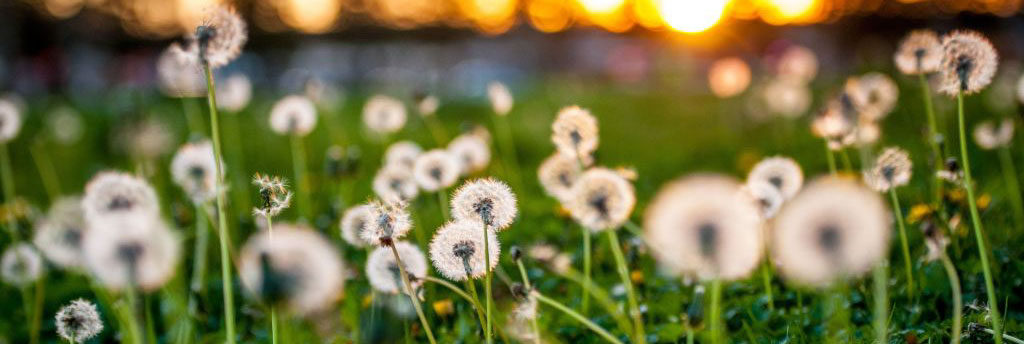 MJ Property Services Can Help Remove Unwanted Weeds Like Dandelions To Give You A Greener Lawn